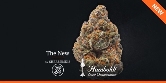 The New