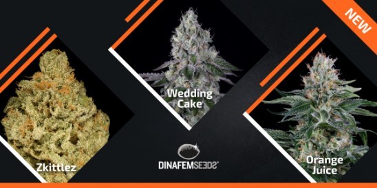 Dinafem Seeds