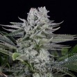 Gorilla CBD