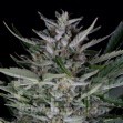 Gorilla Autoflowering