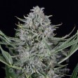 Cookies Autoflowering