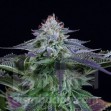 Dinamed Kush CBD Autoflowering