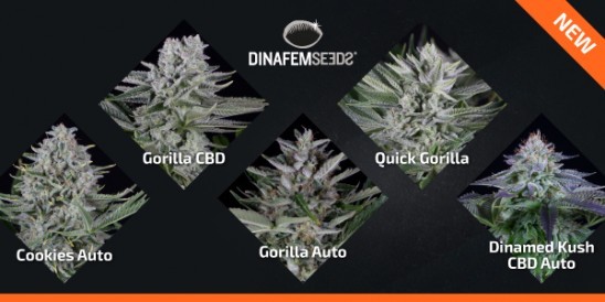 Dinafem Seeds