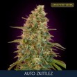 Auto Zkittlez